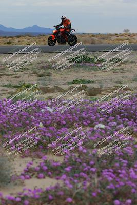 media/Jan-14-2023-SoCal Trackdays (Sat) [[497694156f]]/Turn 14 Exit Bloomig (145pm)/